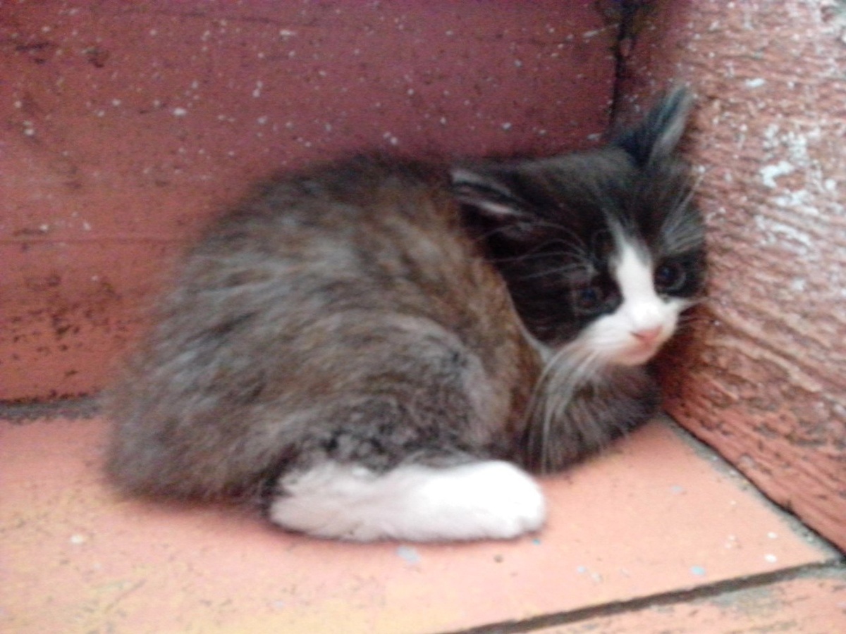 Я как-то ехала летом со своим мужем и детьми на дачу. На нашей машине погода была хорошая солнечная. И тут один  мой ребенок попросил, что бы я включили мультик на планшете со зверьми.-3