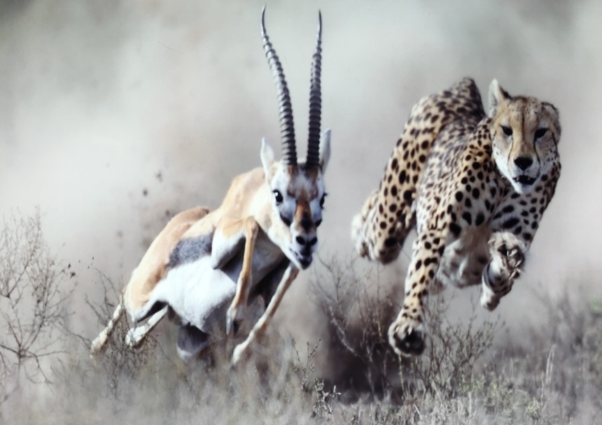 Я как-то ехала летом со своим мужем и детьми на дачу. На нашей машине погода была хорошая солнечная. И тут один  мой ребенок попросил, что бы я включили мультик на планшете со зверьми.-4